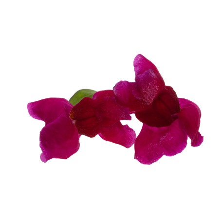 FLEUR COMESTIBLE SNAPDRAGON